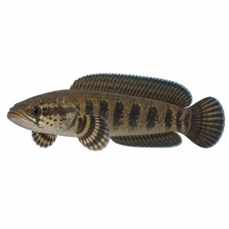 Channa limbata
