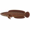 Channa red pearl