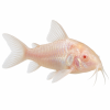 Corydoras albino