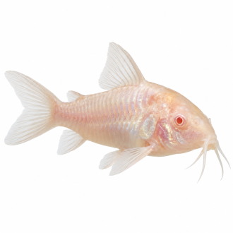 Corydoras albino