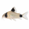 Corydoras panda