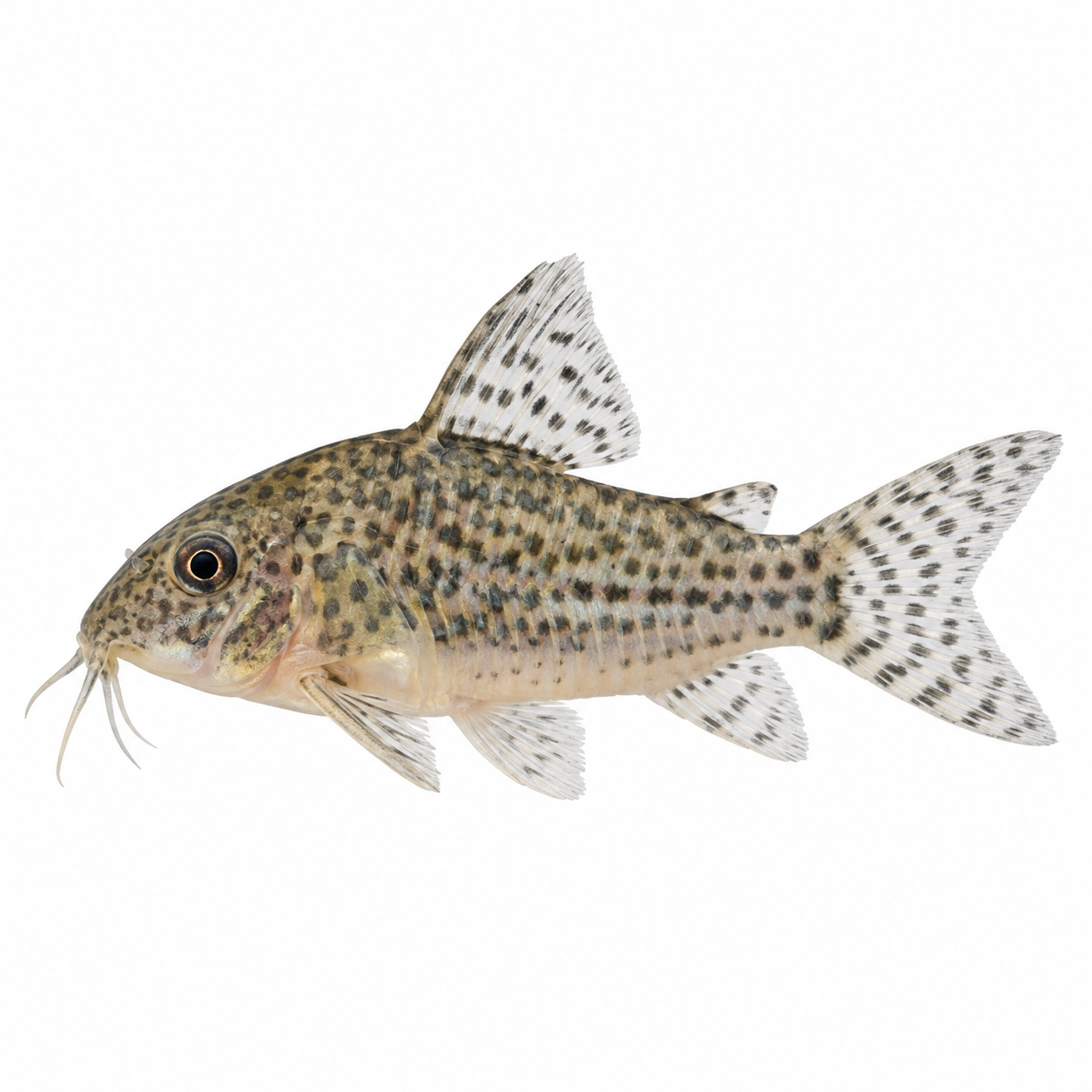 Corydoras peppered