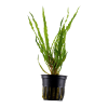 Cryptocoryne balansae