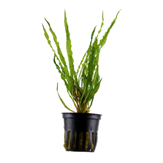 Cryptocoryne balansae