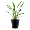 Cryptocoryne willisii