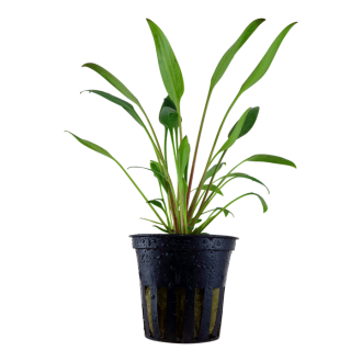 Cryptocoryne willisii