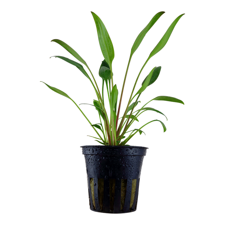 Cryptocoryne willisii