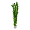 Egeria densa
