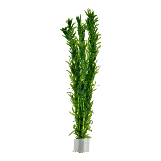 Egeria densa