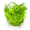 Eriocaulon cinereum