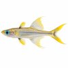Forktail rainbow
