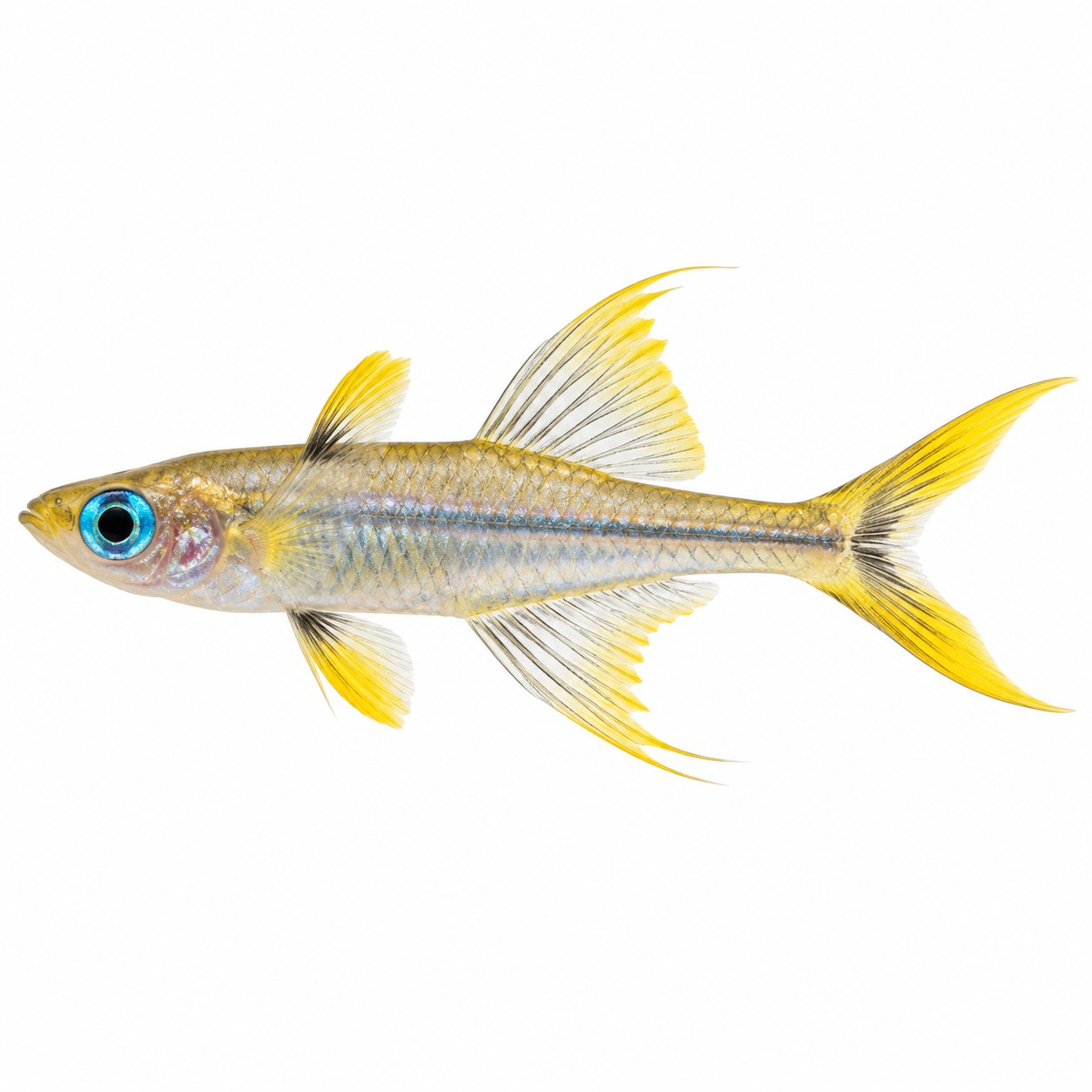 Forktail rainbow