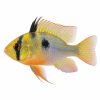 German ramirezi