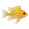 Golden ramirezi
