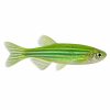 Green danio