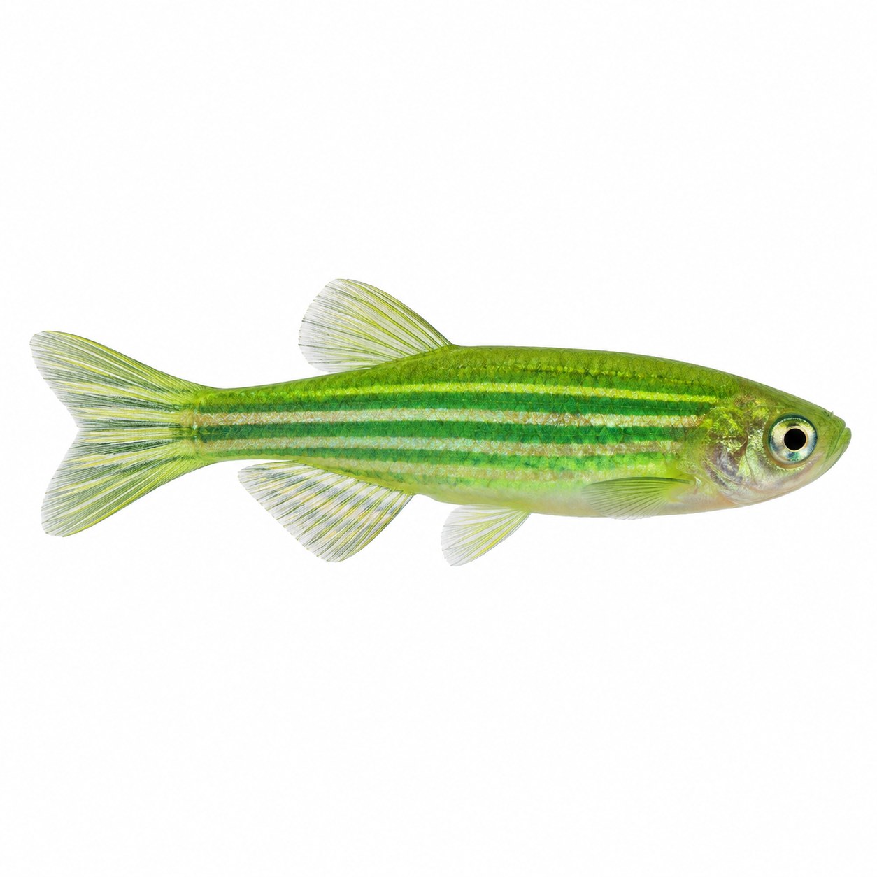 Green danio