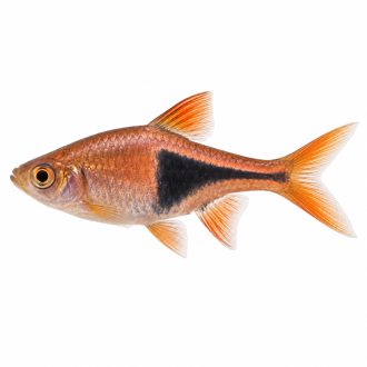 Harlequin rasbora
