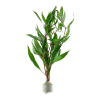 Hygrophila corymbosa