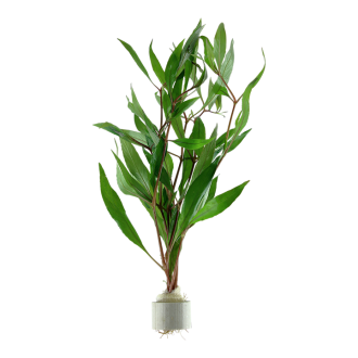 Hygrophila corymbosa