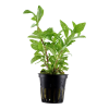Hygrophila rosanervig