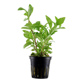 Hygrophila rosanervig