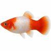 Kohaku platy