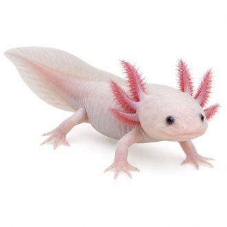 Mix axolotl