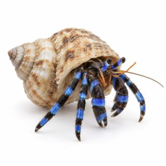Mix crab