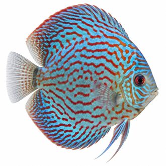 Mix discus