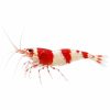 Mix shrimp