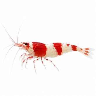 Mix shrimp