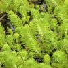 Myriophyllum aquaticum tas2 matthew baker.jpg
