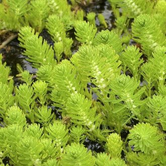 Myriophyllum aquaticum tas2 matthew baker.jpg