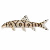 Pakistani loach