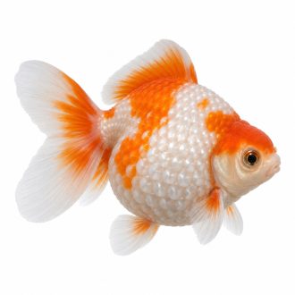 Pearl scale goldfish