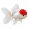 Red cap goldfish
