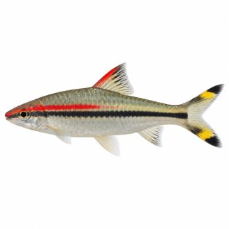 Red line torpedo barb