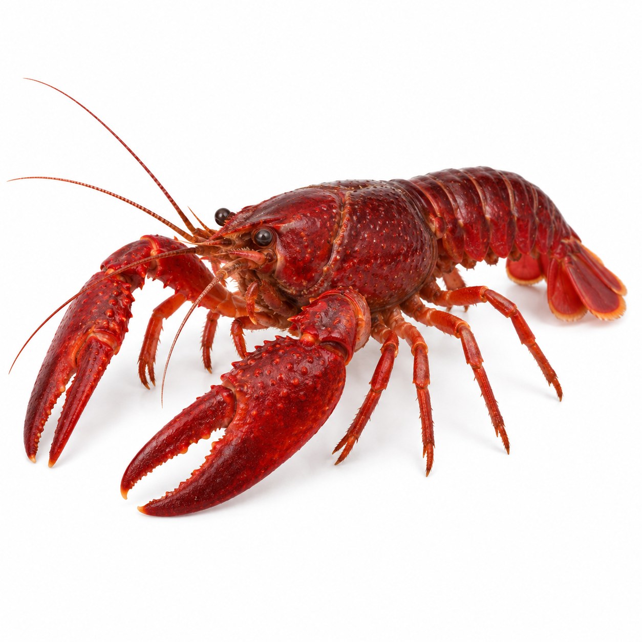 Red lobster
