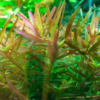 Rotala hra