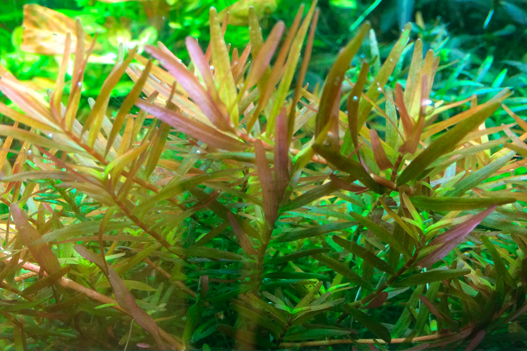 Rotala hra