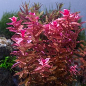 Rotala macrandra red 11718982860881 800x533.jpg