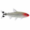 Rummy nose tetra