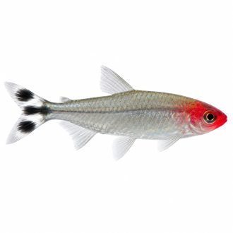 Rummy nose tetra