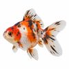 Tricolor goldfish