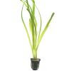 Vallisneria gigantea