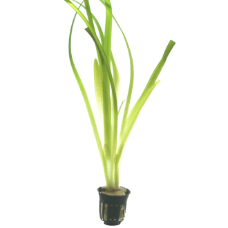 Vallisneria gigantea
