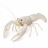 White lobster