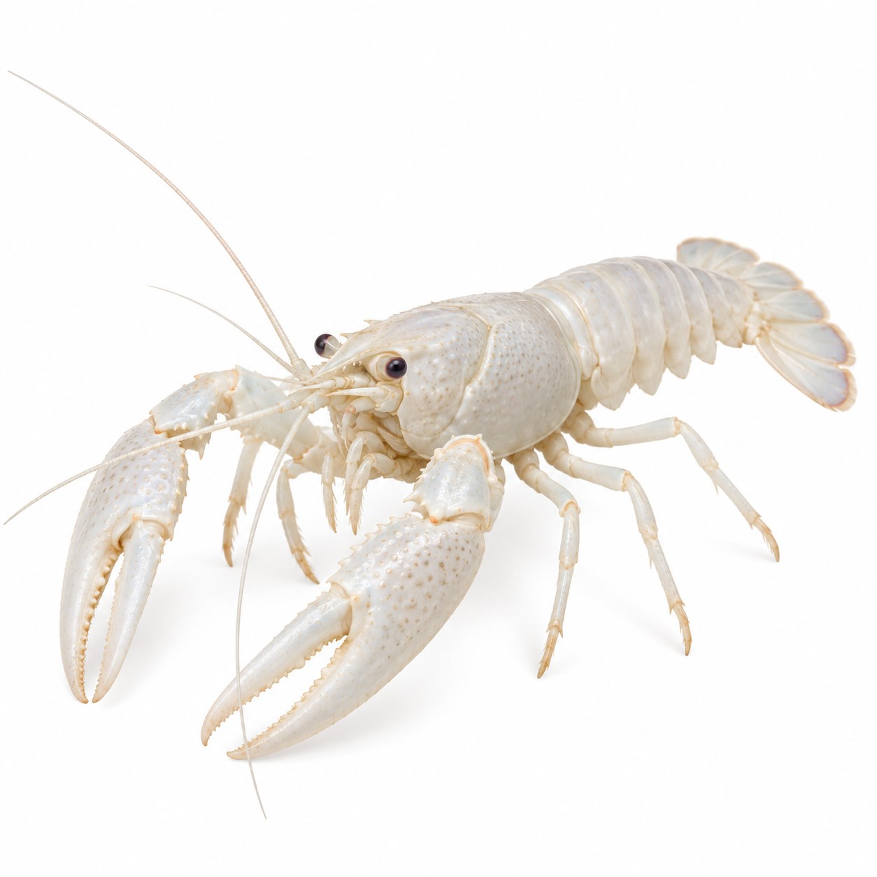 White lobster