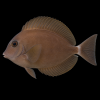 Brown Tang | براون تانج — صورة توضيحية