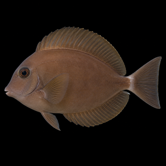 Brown Tang | براون تانج — صورة توضيحية